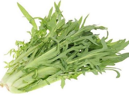 蔬菜品种：苦麦菜