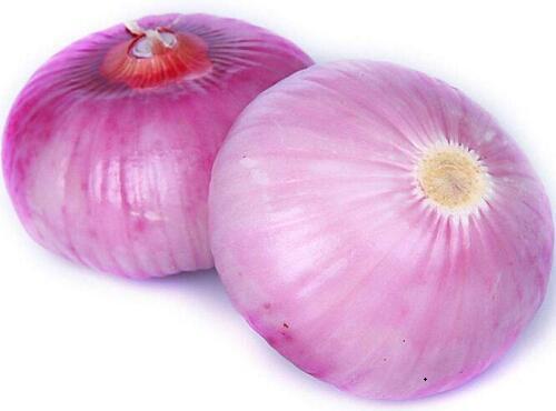 蔬菜品种：洋葱
