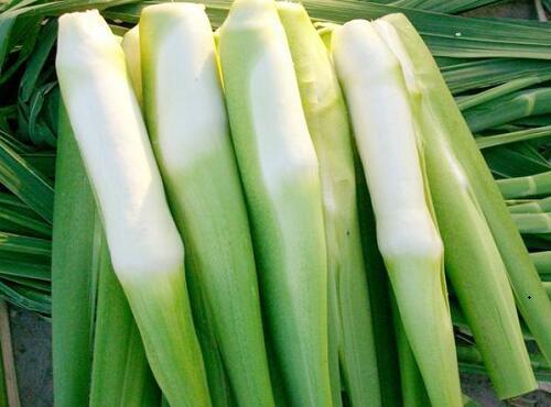 蔬菜品种：茭白