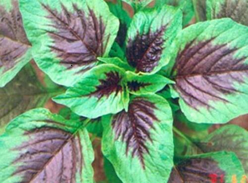 蔬菜品种：苋菜