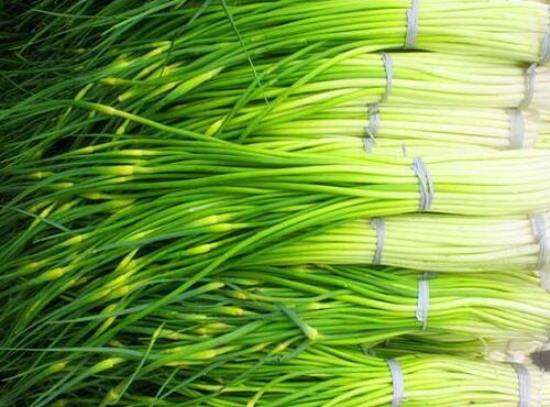 蔬菜品种：蒜薹