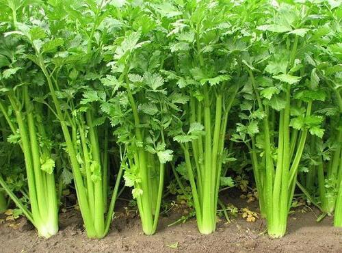 蔬菜品种：香芹