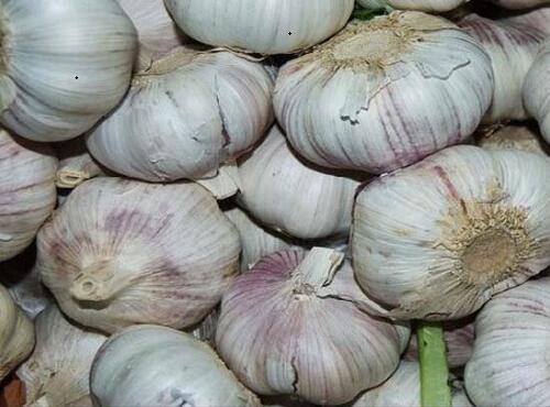 配送品种：蒜头