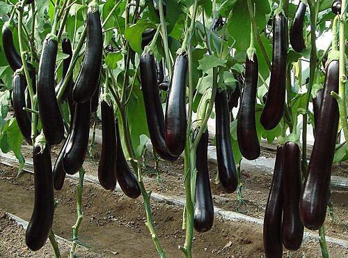 蔬菜品种：茄子