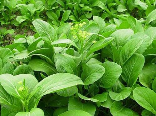 蔬菜品种：菜心