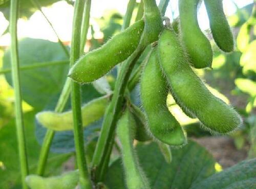 蔬菜品种:毛豆