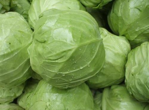蔬菜品种：包菜/卷心菜
