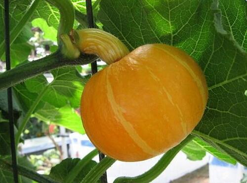 配送品种：南瓜