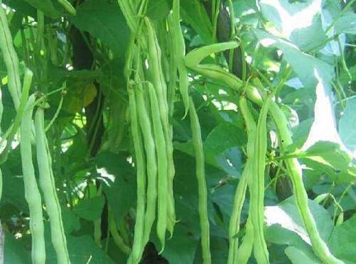 蔬菜品种：四季豆