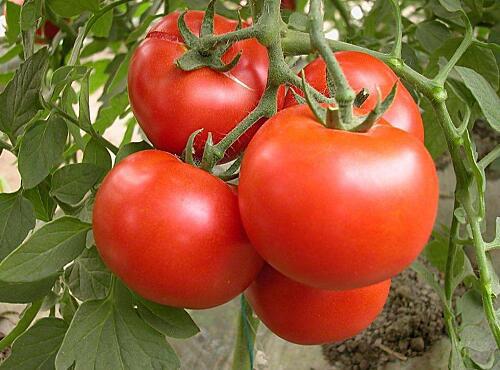 蔬菜品种：西红柿