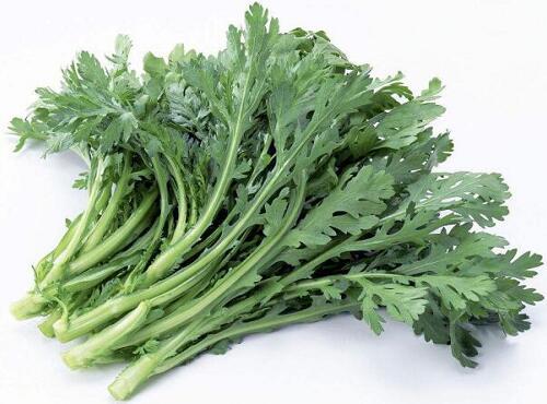 蔬菜品种：茼蒿