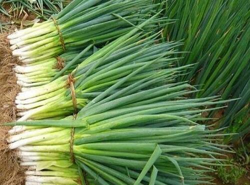蔬菜品种：葱苗/大葱