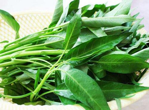 蔬菜品种：空心菜