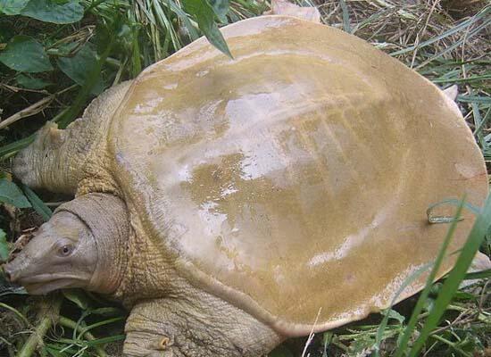 鲜活水产类：甲鱼