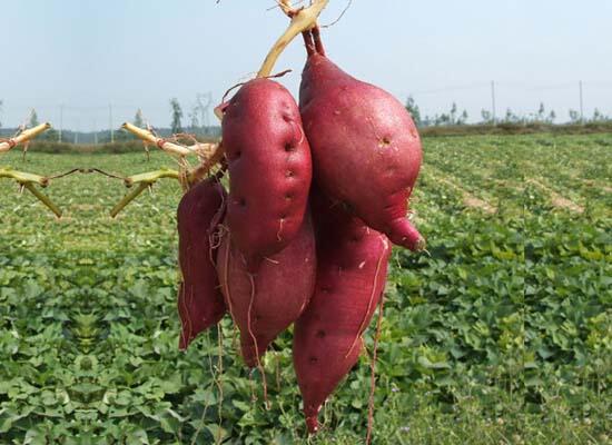 粮油类配送：番薯/红薯 现挖