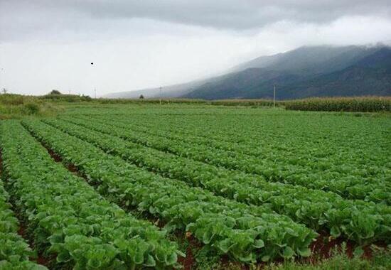 惠州市永湖镇蔬菜种植基地