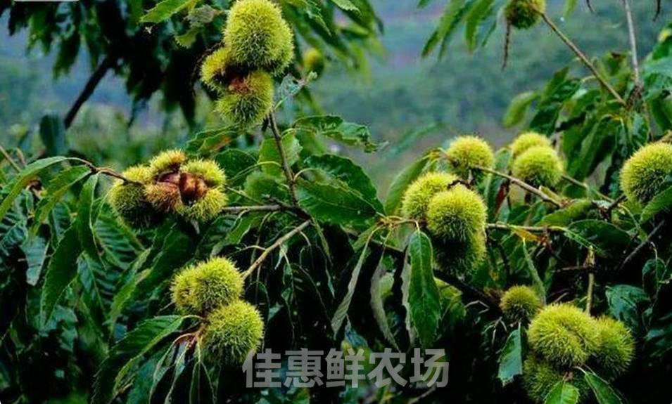 深圳蔬菜配送中心为您讲解板栗独特的功效与营养价值