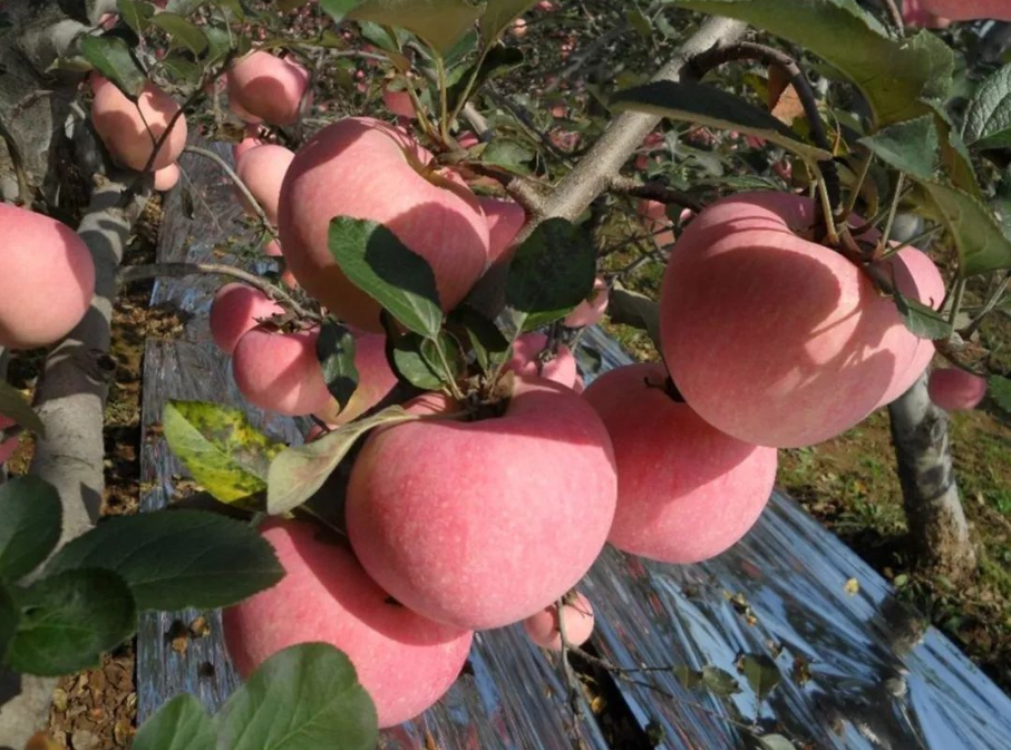 农产品配送公司为您报道:来自陕西千阳苹果的故事