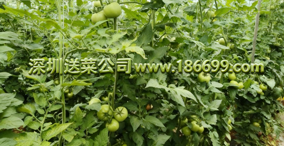深圳蔬菜配送公司教您避坑:有机蔬菜比普通蔬菜更有营养吗?