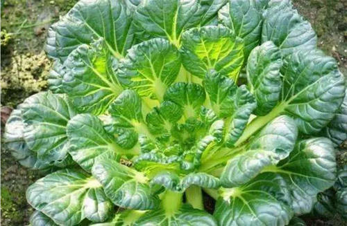 广州生鲜蔬菜配送中心浅谈:冬日蔬菜王者“乌塌菜”