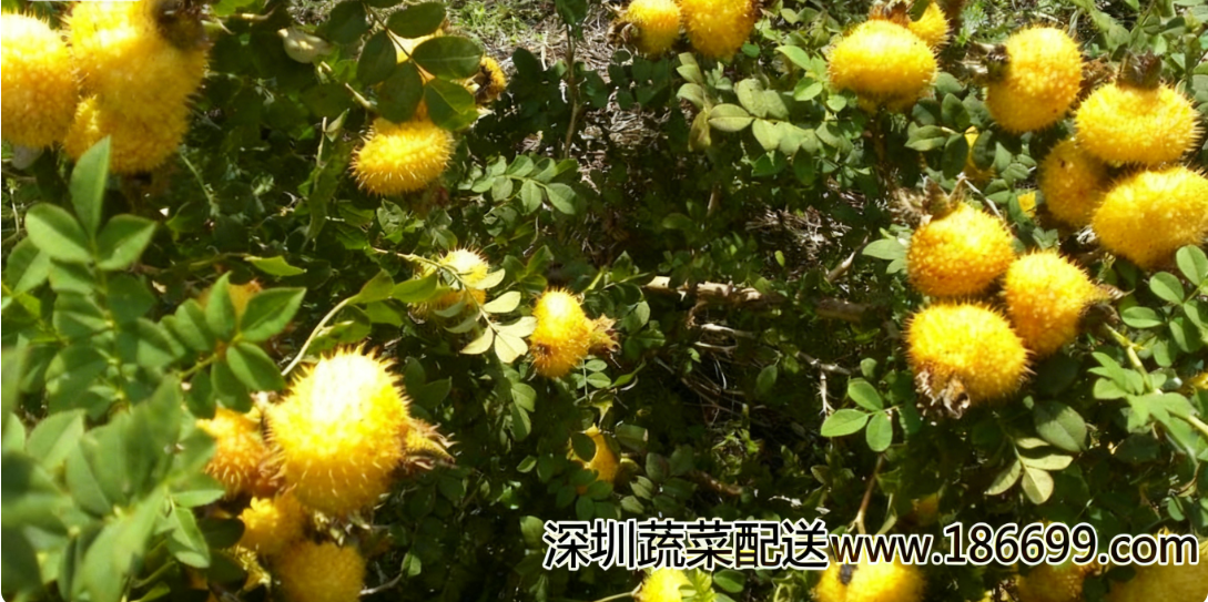 深圳蔬菜配送公司带您解析:深藏山野的“维C之王”