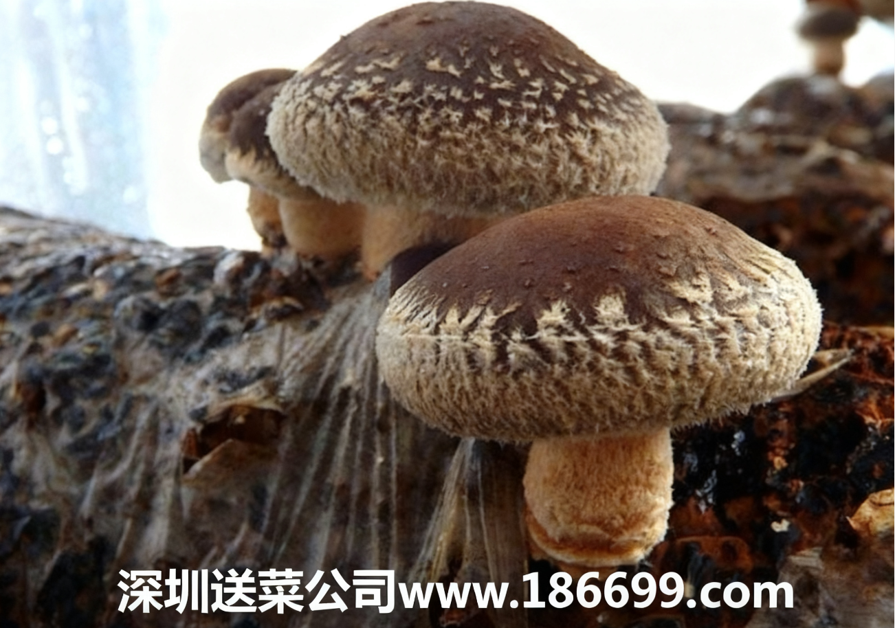 新手种香菇必看:大白话讲透成本利润+种植步骤,赚钱不用愁。