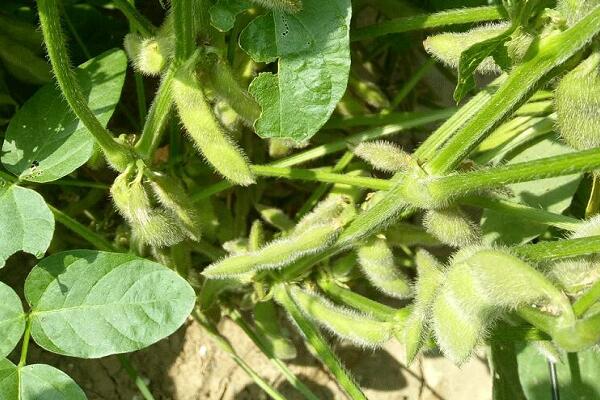 1760173462.jpg tupian_maodou4.jpg