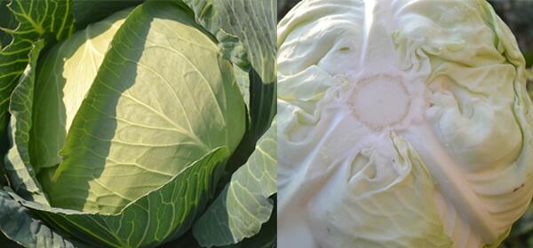 1760174621.jpg tupian_baocai5.jpg