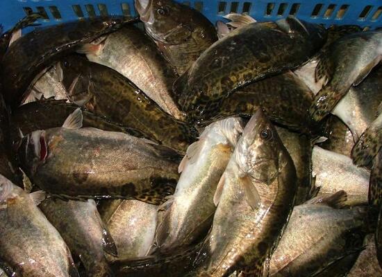 鲜活水产品：桂花鱼