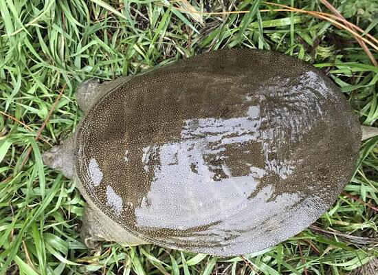 1760257098.jpg tupian_jiayu1.jpg