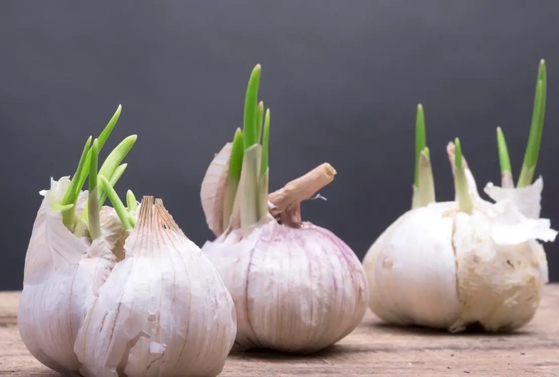 大蒜发芽能吃吗？惠州生鲜蔬菜配送中心为您科普