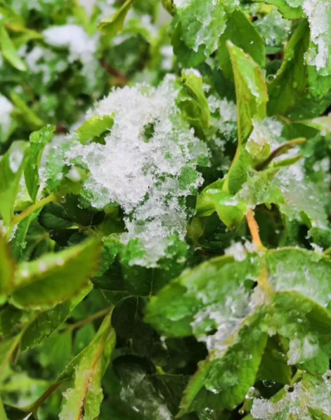 深圳食堂配送中心解答：为什么霜冻后的蔬菜会更好吃？