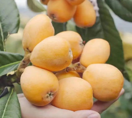 深圳生鲜配送公司为您科普枇杷的营养价值