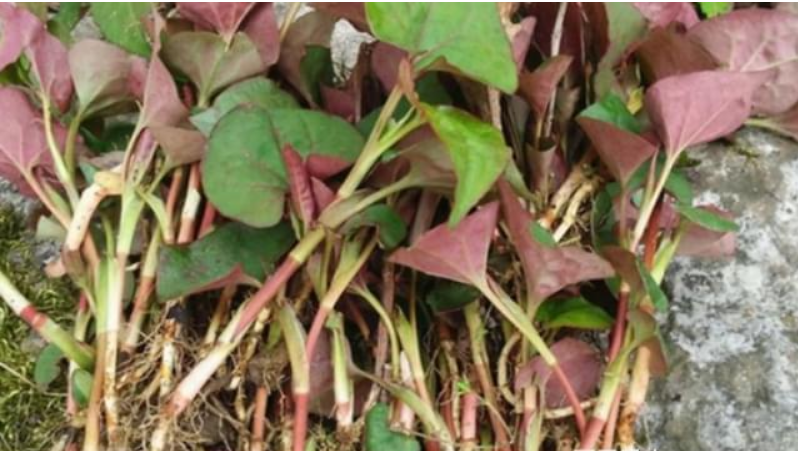 1770998034.png 56ac32df-d54f-4236-bc47-b248c045522f.png