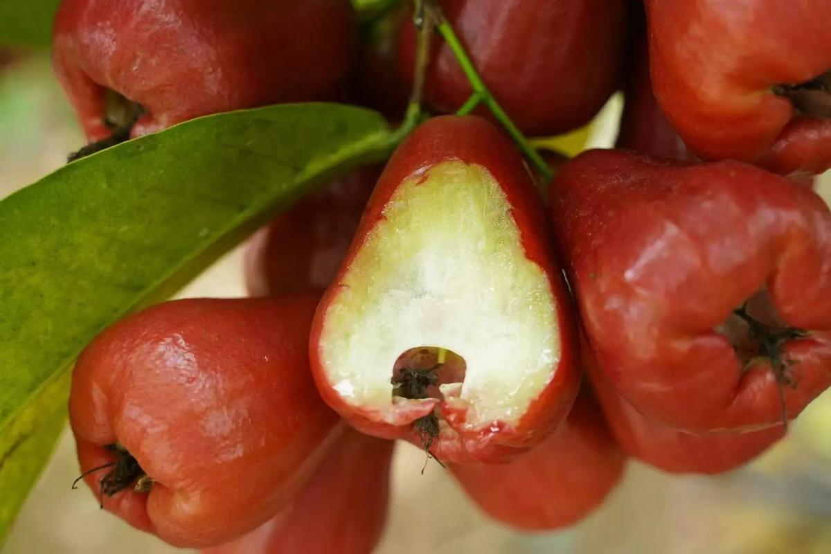 莲雾的营养价值你知道哪些？