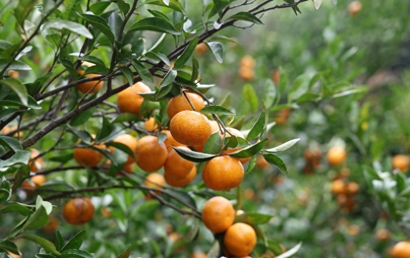 1772810854.png 金龟桔.png